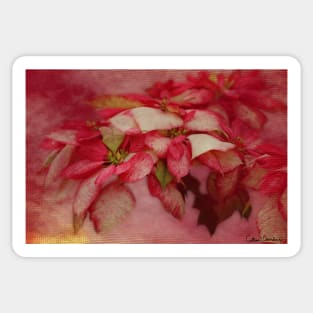 Peppermint Candy Colored Poinsettias Digital Art Sticker